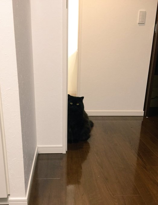 我が家のトトロやつ 我が家のトトロやつ