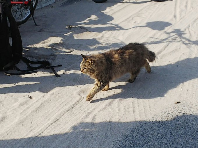 守谷海岸で猫さんに遭遇スクストの隊長さんかな? 守谷海岸で猫さんに遭遇スクストの隊長さんかな?
