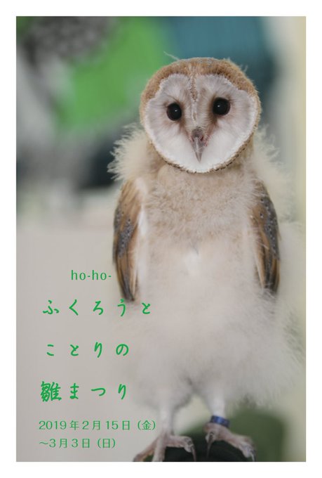 ho-ho-2019年もりもりスケジュールです!!2月15日(金)〜3月3日(日)わたわたモコモコのヒナヒナ軍団に囲まれ ho-ho-2019年もりもりスケジュールです!!2月15日(金)〜3月3日(日)わたわたモコモコのヒナヒナ軍団に囲まれ