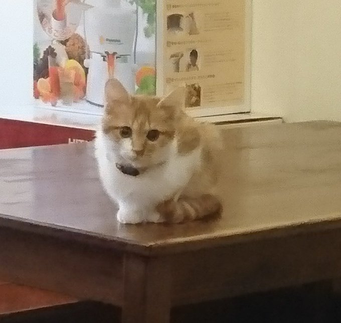 イチゴのパフェをいただきに、たまゆらんさんに行って来ました😄やっぱり美味しい❤️猫さん達も寛いでて癒されました♪また、明 イチゴのパフェをいただきに、たまゆらんさんに行って来ました😄やっぱり美味しい❤️猫さん達も寛いでて癒されました♪また、明