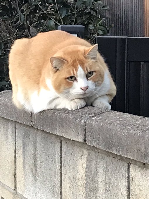 昨日 散歩してるときに出会った猫さん。ここのおうちの奥さんが、「隣の猫よ、あまりなつかないの、よく近づけたね」と。#あた 昨日 散歩してるときに出会った猫さん。ここのおうちの奥さんが、「隣の猫よ、あまりなつかないの、よく近づけたね」と。#あた