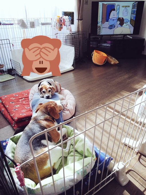 あたしンちを見るウーゴ😂最近BGM代わりにアマプラのあたしンちを流してる あたしンちを見るウーゴ😂最近BGM代わりにアマプラのあたしンちを流してる