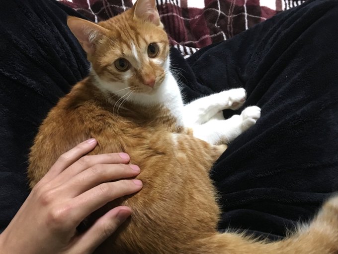 あまえんぼ#ねこ#あんず#ひざまくら?#ひざべっと?#この後#寝ました#甘えんぼ#ヒナまつり あまえんぼ#ねこ#あんず#ひざまくら?#ひざべっと?#この後#寝ました#甘えんぼ#ヒナまつり