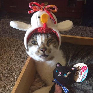 【おうちごはんcafeたまゆらん 猫店員紹介】名前:ヅラヅラ 影光と同じ滋賀県で保護され、本当のお家を見つけるためにお店 【おうちごはんcafeたまゆらん 猫店員紹介】名前:ヅラヅラ 影光と同じ滋賀県で保護され、本当のお家を見つけるためにお店