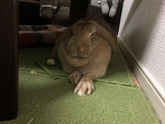 さて、問題です。ティロリン虎と龍の間にいる動物なーんだ?ピンポン🐰僕ー!うーん、ある意味正解!うさぎでしたー!(干支でト さて、問題です。ティロリン虎と龍の間にいる動物なーんだ?ピンポン🐰僕ー!うーん、ある意味正解!うさぎでしたー!(干支でト