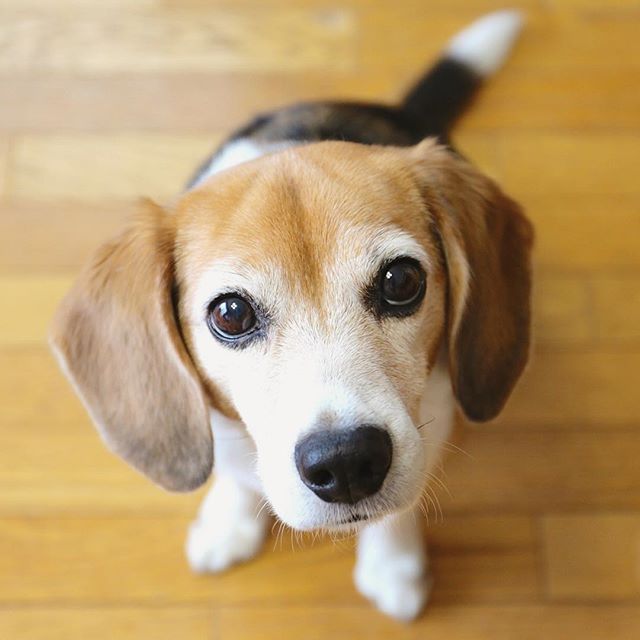 【ビーグル】スヌーピーのモデルとなった犬種。イギリス生まれの狩猟犬で歴史が古くローマ時代には存在していたといわれています 【ビーグル】スヌーピーのモデルとなった犬種。イギリス生まれの狩猟犬で歴史が古くローマ時代には存在していたといわれています