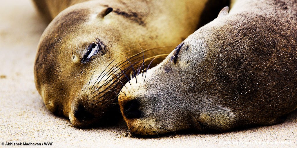 RT @WWFCymru: Happy #StDwynwensDay ❤️
Fall in love with Welsh nature and #FightForYourWorld ???????? https://t.co/wMmWgQzG4F