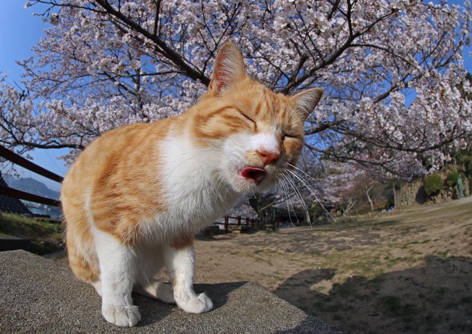Sankei_newsããã®ãã€ãŒãç»å