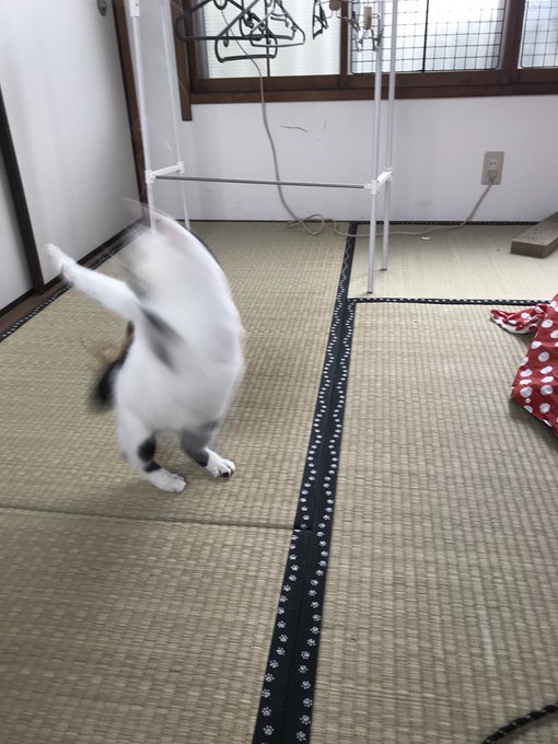 muddycat_atamiさんのツイート画像
