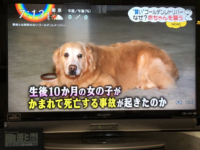 人噛んじゃったからそのわんちゃんて殺されちゃうんだったよね?でも実際これわんちゃんは確実に悪くないよね。飼い主の監督不行 人噛んじゃったからそのわんちゃんて殺されちゃうんだったよね?でも実際これわんちゃんは確実に悪くないよね。飼い主の監督不行