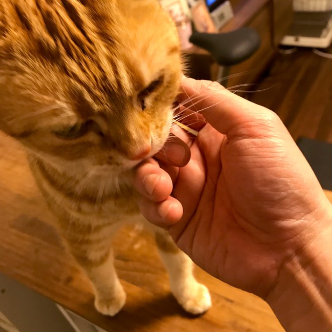 京都いきたい。ちとせちゃんにあいたい。うちのモフモフは今日も元気。 京都いきたい。ちとせちゃんにあいたい。うちのモフモフは今日も元気。