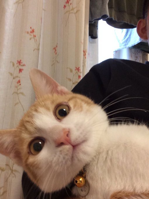 #同居人はひざ時々頭のうえ今回の話は、我が家の暴君も捨て猫出身で烏の猛威に晒される所で子猫時代を過していたので、少し泣き #同居人はひざ時々頭のうえ今回の話は、我が家の暴君も捨て猫出身で烏の猛威に晒される所で子猫時代を過していたので、少し泣き