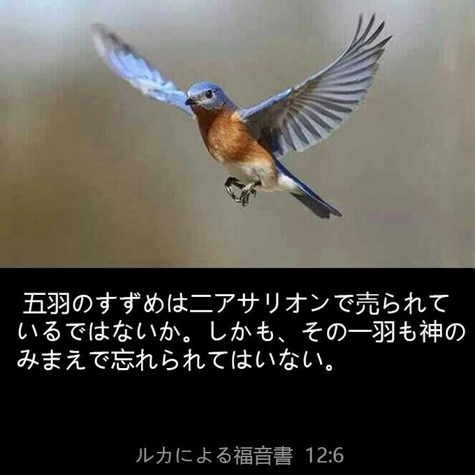 五羽のすずめは二アサリオンで売られているではないか。しかも、その一羽も神のみまえで忘れられてはいない。 五羽のすずめは二アサリオンで売られているではないか。しかも、その一羽も神のみまえで忘れられてはいない。
