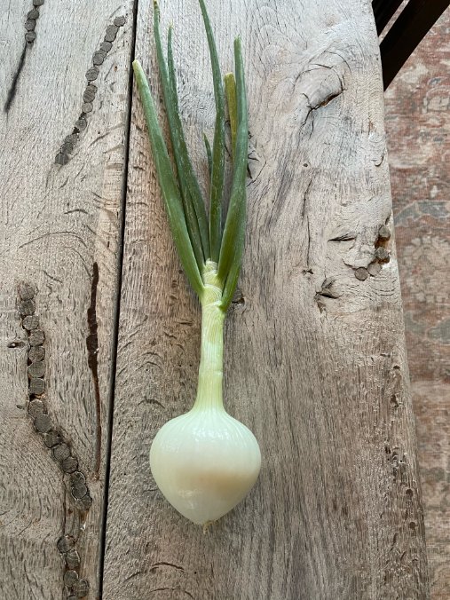 Our first onion. More to come. 