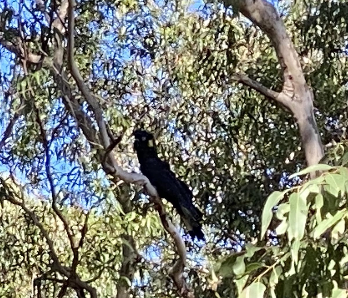 Black Cockatoo. 