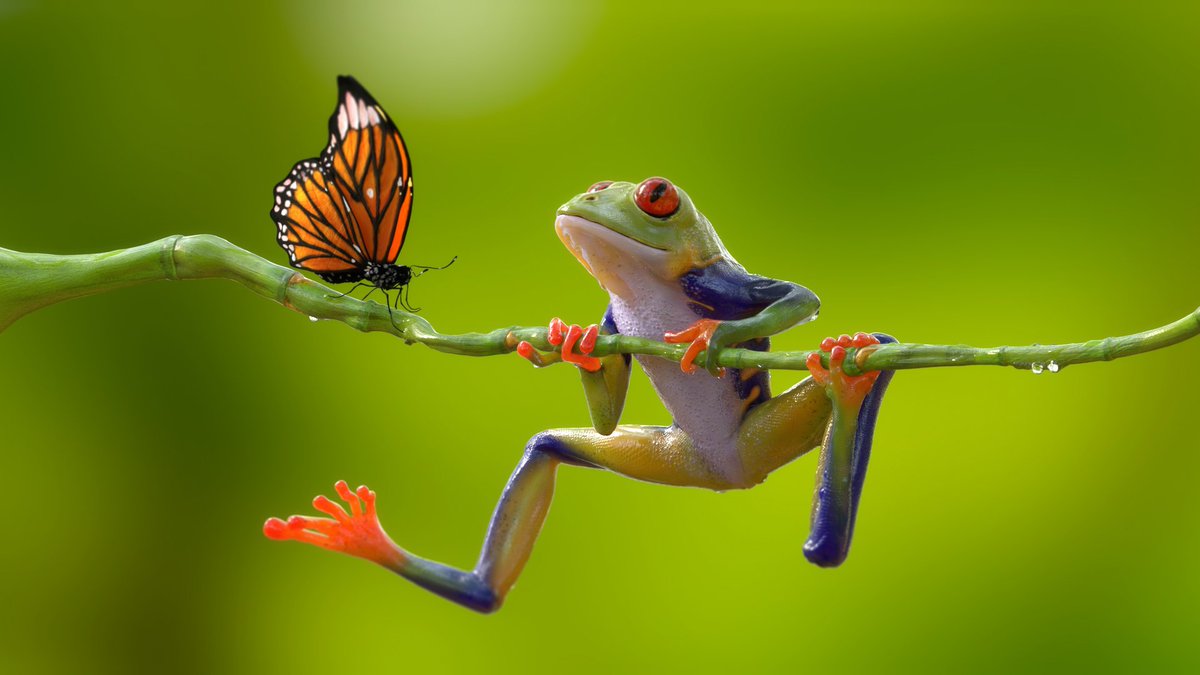 🐸5 Recent - Frog Face