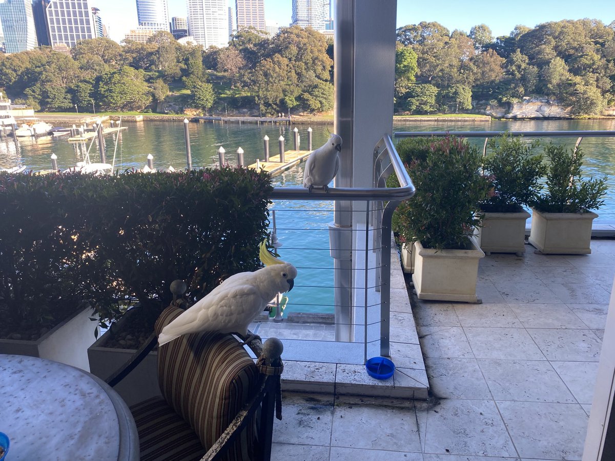 Visitors in the big city.
Sulphur crested Cockatoo. 