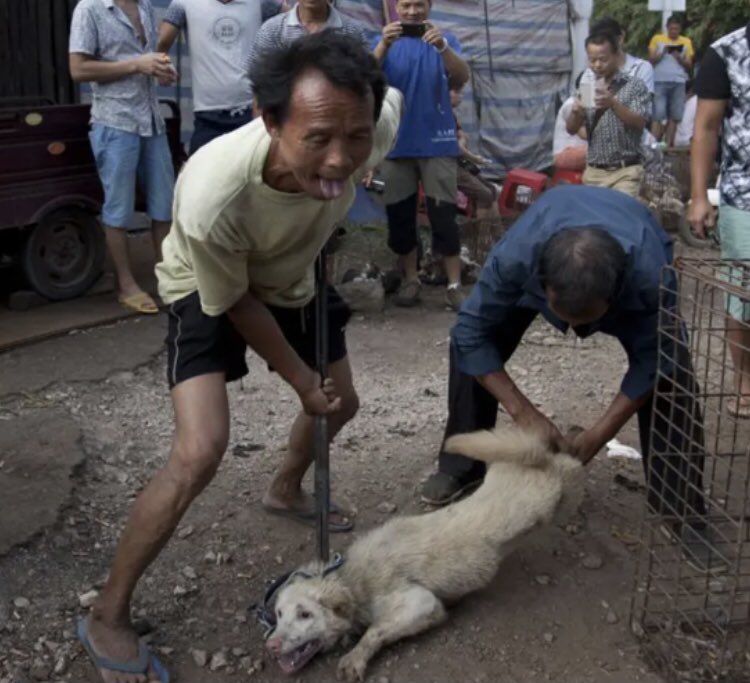 I cannot believe the #YulinDogMeatFestival is still happening. Dirty fucking psychopathic cunts. 