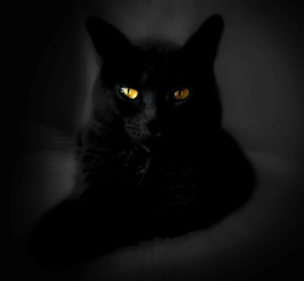 Заставка черная кошка