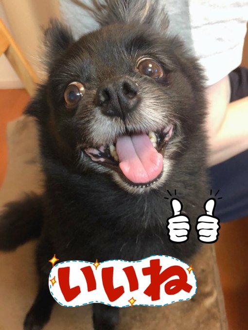 実はね大切なお知らせがあるよ😒あなたは🐻でしたがもうすぐ尻尾が2つになって神獣犬に🐶なるんだよ😂🐻エッまさか獅子神様にな 実はね大切なお知らせがあるよ😒あなたは🐻でしたがもうすぐ尻尾が2つになって神獣犬に🐶なるんだよ😂🐻エッまさか獅子神様にな