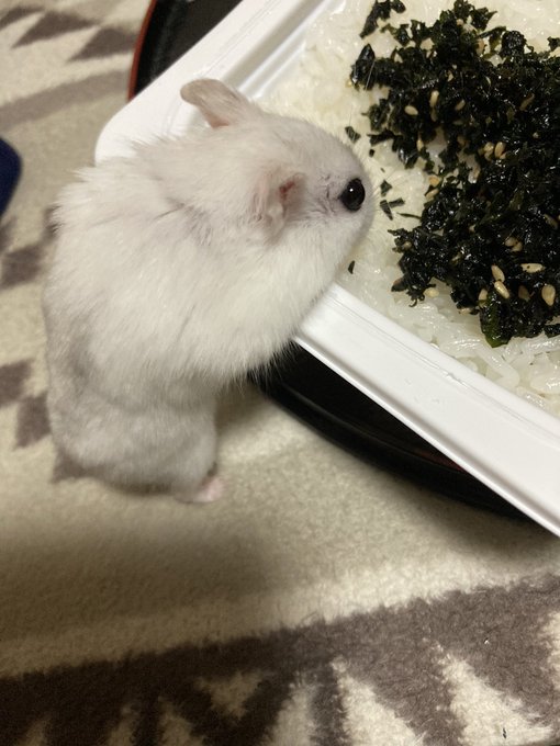うわ!!!!!妖怪「人間の飯横取りネズミ」だ!!!!! うわ!!!!!妖怪「人間の飯横取りネズミ」だ!!!!!