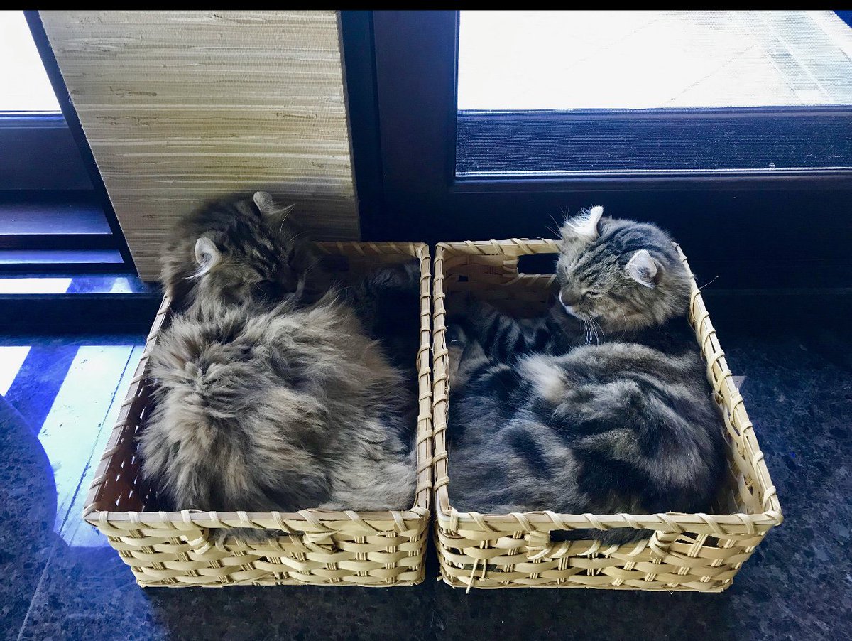 MALA & ZEN NAPPING IN THE
KITCHEN,IN THE SUN https://t.co/JyJtqswdsG