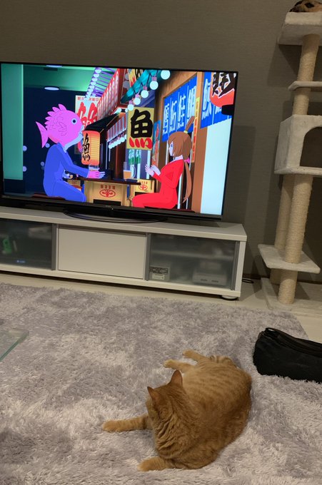#ビジネスフィッシュ真剣にみてる猫🐈 #ビジネスフィッシュ真剣にみてる猫🐈