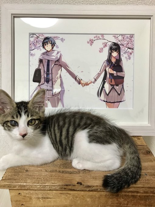 C96でDMMさんのブース販売するキャラファイングラフの見本いただきました!退かないのでプラス一匹です。印刷綺麗だぁ〜 C96でDMMさんのブース販売するキャラファイングラフの見本いただきました!退かないのでプラス一匹です。印刷綺麗だぁ〜