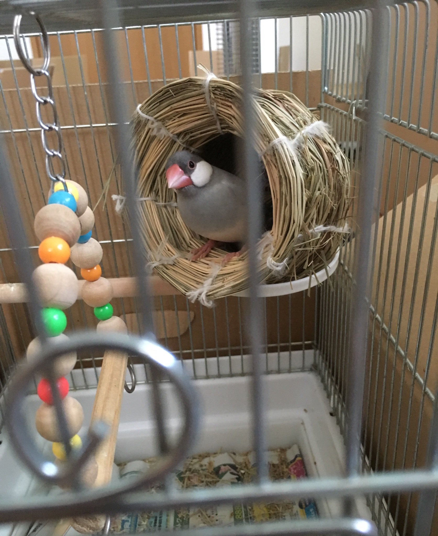 文鳥 In 最近はつぼ巣の破壊に勤しんでいます 文鳥 シルバー文鳥