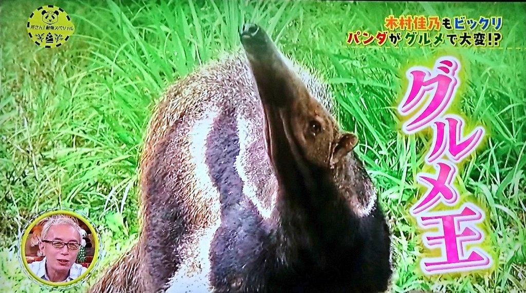 所さん 大変ですよ動物園のオオアリクイはアリを食べない ながらtv Com