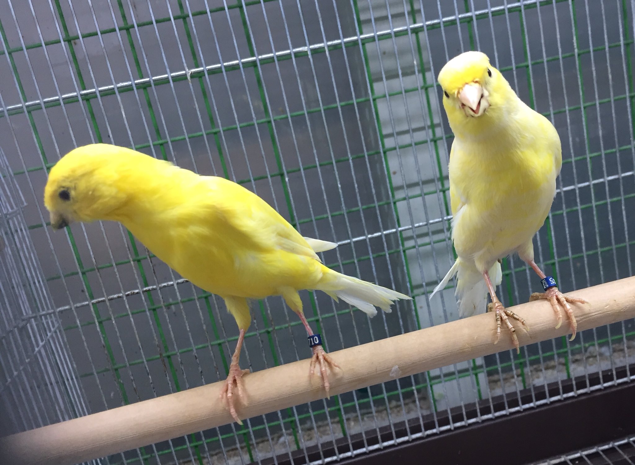 文鳥 In カナリアと桜文鳥入荷してます カナリア レモンカナリア レモンカナリアペア 桜文鳥 桜文鳥ペア