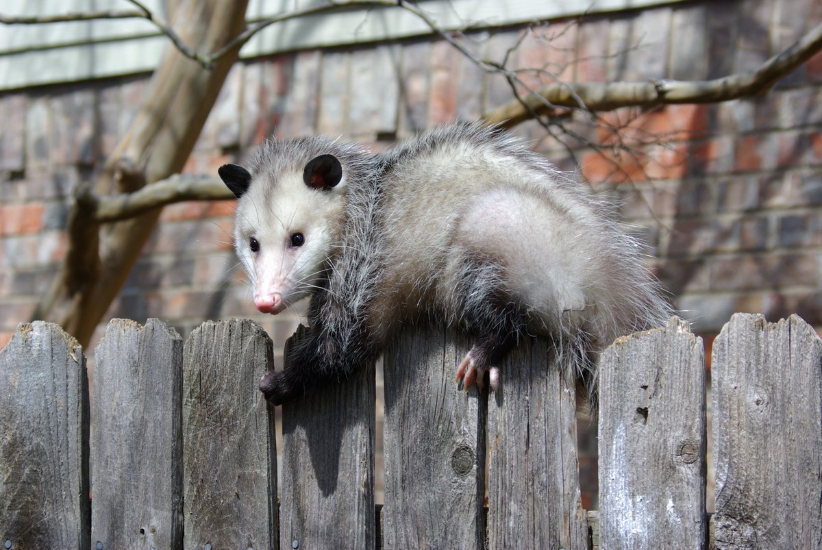 Opossums Какая Диета