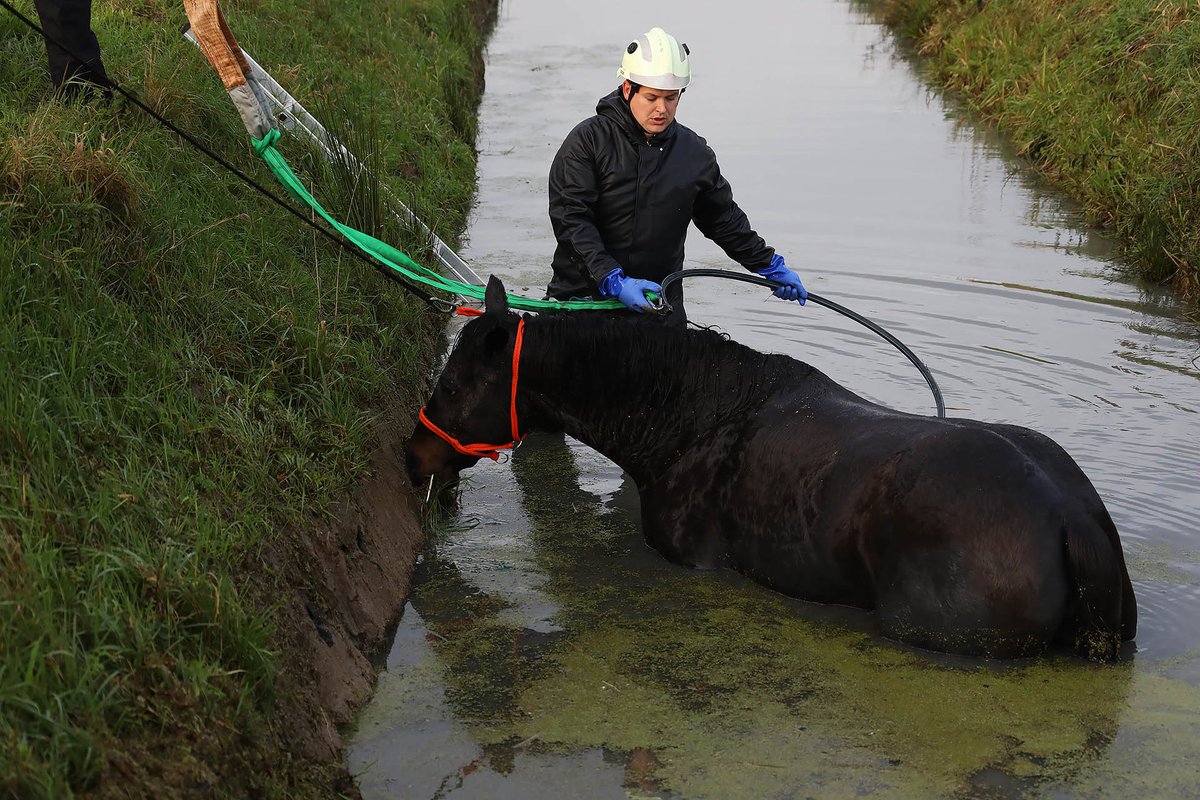De brandweer heeft een paard uit een sloot aan de Koeltjesweg in Maren-Kessel gered...