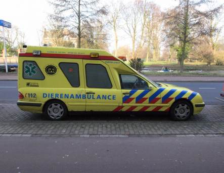 Politie bevrijdt hond uit kofferbak Gepubliceerd op: 25/11/2019 Op 23 november heeft de politie in Haarlem een hond uit een afgesloten kofferbak bevrijdt. Lees verder.....