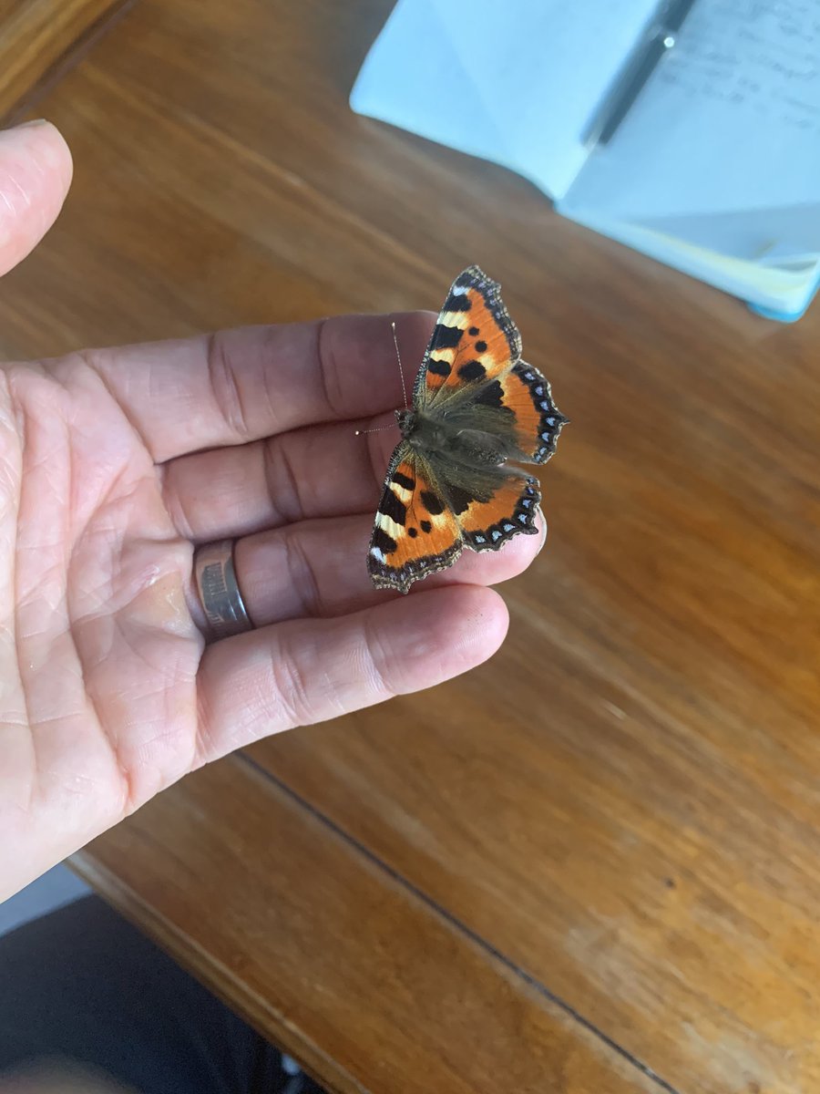 Doing some writing and this beauty landed on my hand ...got to be a good sign I think 😊 