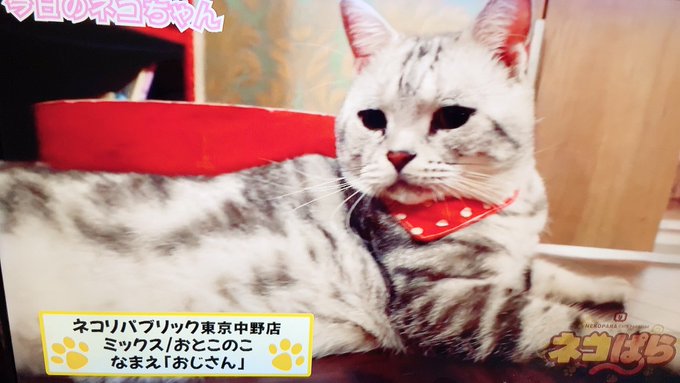 ネコぱら3話見ました。アニメの最後にある猫紹介で紹介された猫、猫がいるお店が「ネコリパブリック」で、赤いスカーフを首につ ネコぱら3話見ました。アニメの最後にある猫紹介で紹介された猫、猫がいるお店が「ネコリパブリック」で、赤いスカーフを首につ