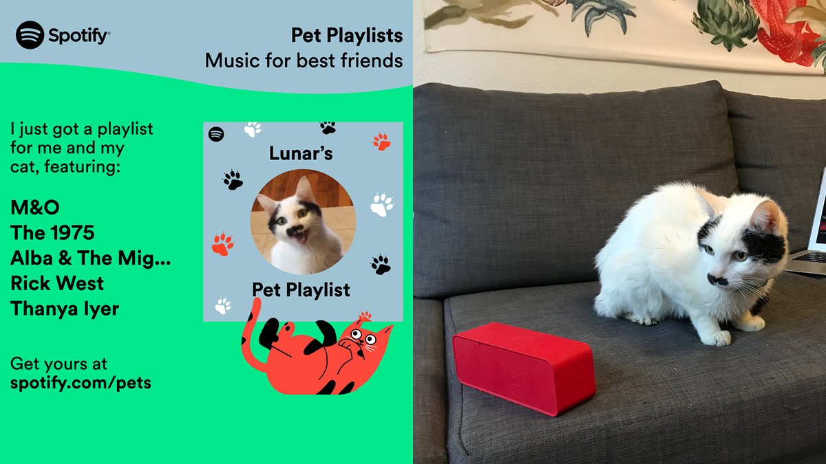 I regret to inform you Spotify turned my cat onto vaporwave with its Pet Playlists