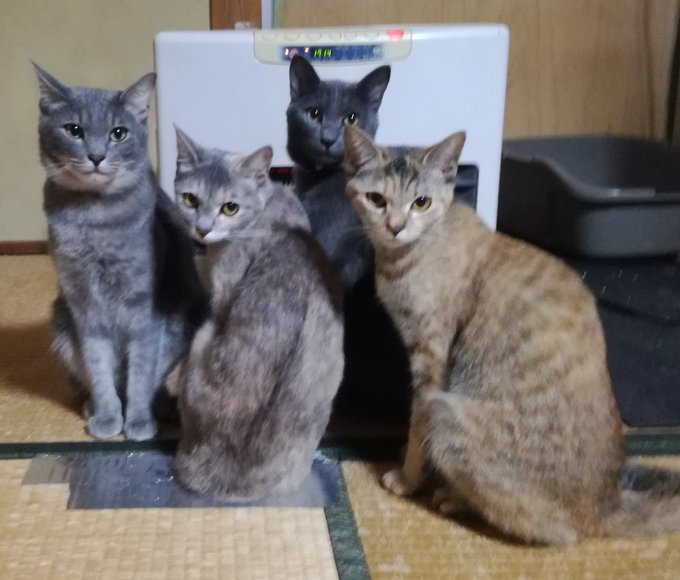 sitoramieru222さんのツイート画像