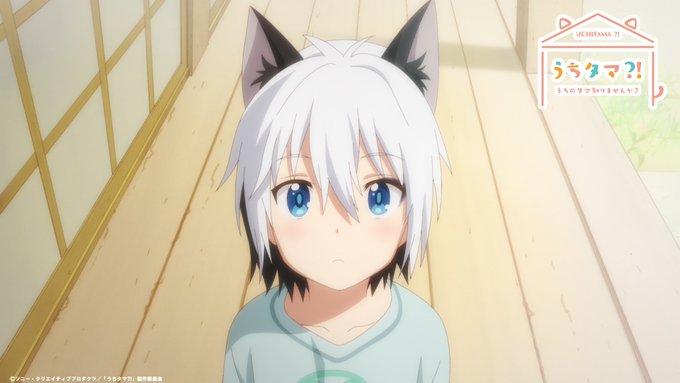 うちタマ第8話先行カット公開🐱🐱第8話の先行カットが解禁されました!ノラの幼少期。か、か、かわいいっっっ!第8話、ぜひみ うちタマ第8話先行カット公開🐱🐱第8話の先行カットが解禁されました!ノラの幼少期。か、か、かわいいっっっ!第8話、ぜひみ