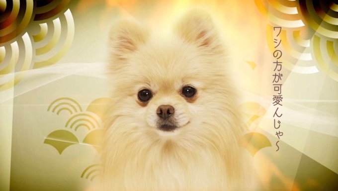 「わん次元!織田シナモン信長」の場面カットも公開🐶🌼もしかしたら、皆さんのワンちゃんも誰かの生まれ変わりかも…⁉︎ぜひ、 「わん次元!織田シナモン信長」の場面カットも公開🐶🌼もしかしたら、皆さんのワンちゃんも誰かの生まれ変わりかも…⁉︎ぜひ、