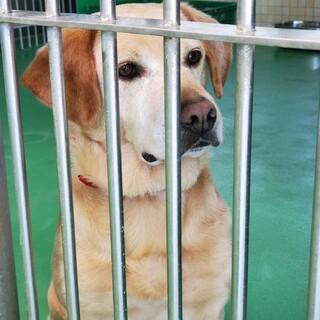 🆘🆘🆘🆘🆘🆘🆘長崎県動物管理所期限→4月15日→持ち込み→へそ天&尻尾フリフリ→ラブmix❢→県外譲渡搬送可性別 🆘🆘🆘🆘🆘🆘🆘長崎県動物管理所期限→4月15日→持ち込み→へそ天&尻尾フリフリ→ラブmix❢→県外譲渡搬送可性別