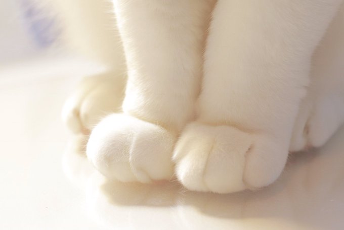 最近パクツイが増えた気がします。私のアカウントを紹介せず、まるで自分が撮った写真。自分の飼っている猫のようにツイートする 最近パクツイが増えた気がします。私のアカウントを紹介せず、まるで自分が撮った写真。自分の飼っている猫のようにツイートする