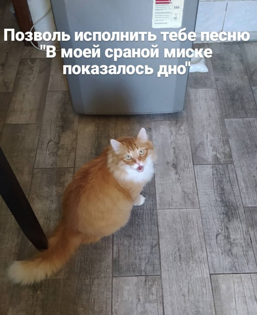 Про Кота И Диету