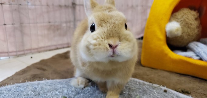 今日のこぶ。正面から見ると、バカボンやバカボンのパパに似ています。たぶん、輪郭のせいですね。 今日のこぶ。正面から見ると、バカボンやバカボンのパパに似ています。たぶん、輪郭のせいですね。