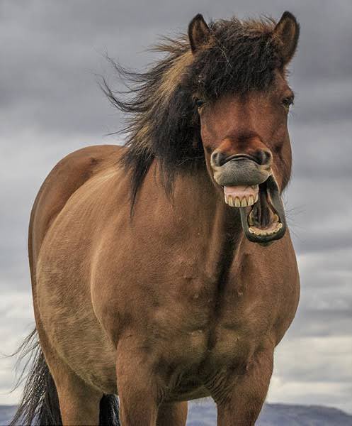 この馬見た「これだァ!!」と思ったよね#馬 #銀の匙 この馬見た「これだァ!!」と思ったよね#馬 #銀の匙