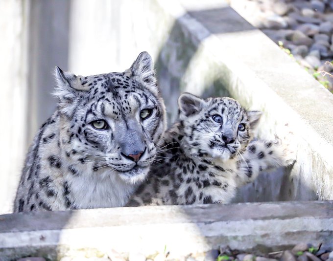 ユキヒョウ親子のジーマ&ユーリGood evening🐾💫#ユキヒョウ #ジーマ #ユーリ #旭山動物園 ユキヒョウ親子のジーマ&ユーリGood evening🐾💫#ユキヒョウ #ジーマ #ユーリ #旭山動物園