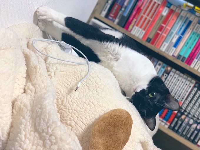 昨日おえかきしてる足元で猫がいもいもしてたの可愛かったから撮ってたんですよね 昨日おえかきしてる足元で猫がいもいもしてたの可愛かったから撮ってたんですよね
