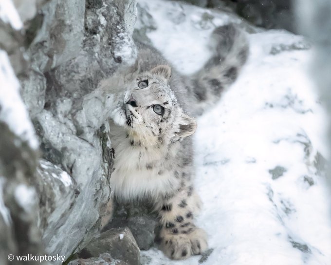目線の先にはいつも大好きなママ✨20190120撮影#旭山動物園 #ユキヒョウ #ユーリ #snowleopard #ま 目線の先にはいつも大好きなママ✨20190120撮影#旭山動物園 #ユキヒョウ #ユーリ #snowleopard #ま