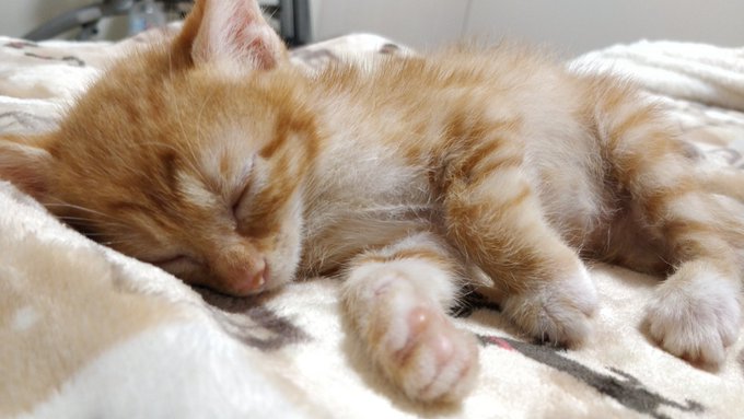 オジサンの横に子猫。癒やしなう。でも観てるのは中間管理録トネガワ、ダメ人間海老谷の回(笑) オジサンの横に子猫。癒やしなう。でも観てるのは中間管理録トネガワ、ダメ人間海老谷の回(笑)