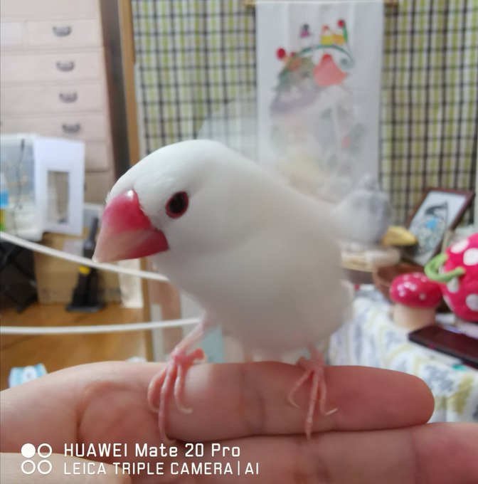 風が…強く…吹いている……平日は会えないのであまり呟くことが有りませんピョエ~ 風が…強く…吹いている……平日は会えないのであまり呟くことが有りませんピョエ~